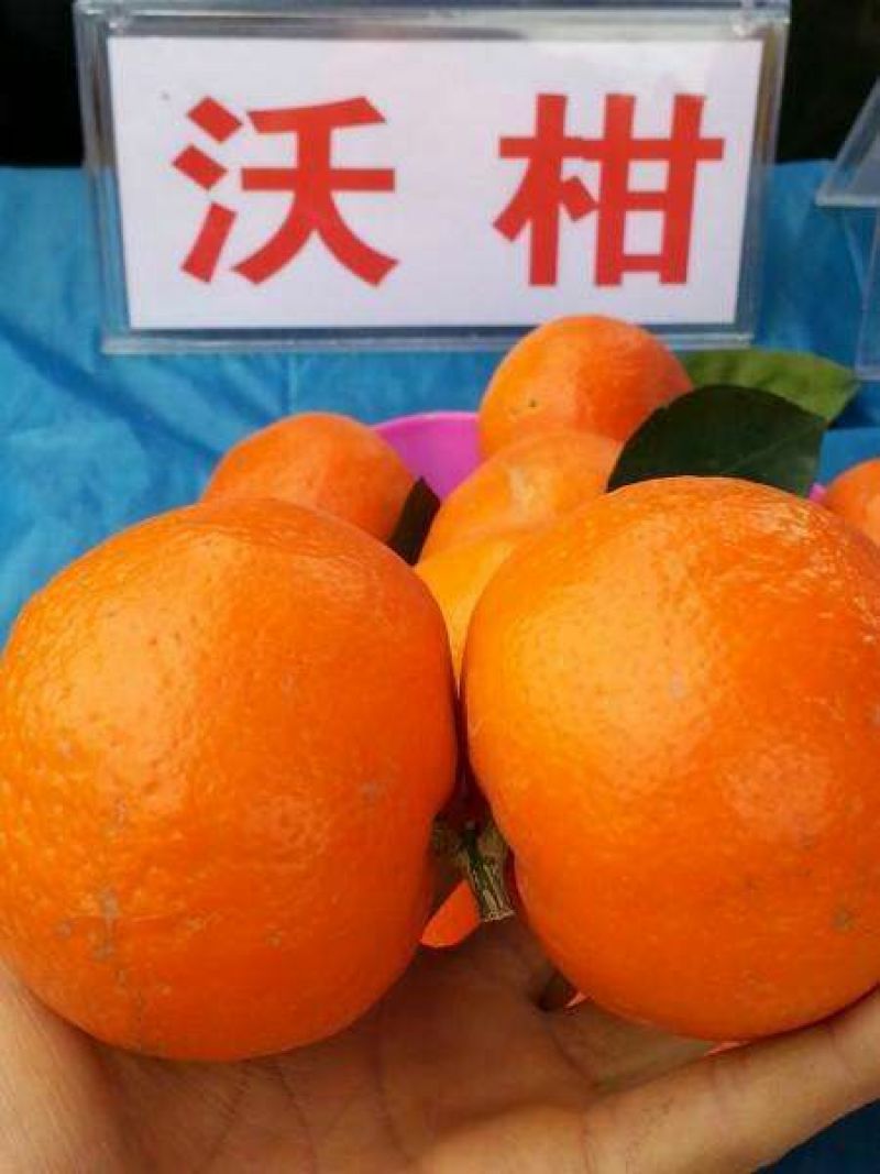 沃柑2.5~3cm宾川沃柑适合出口国内销售