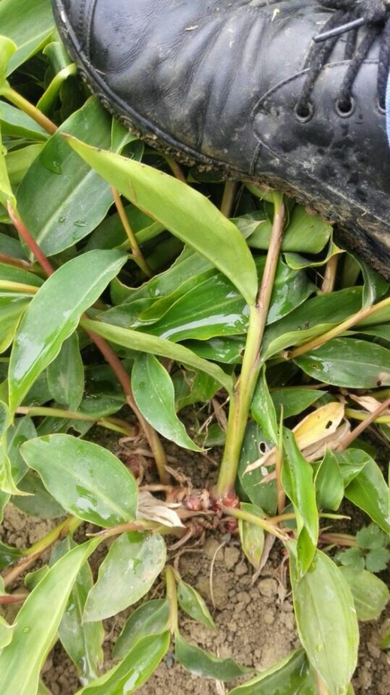 砂仁苗