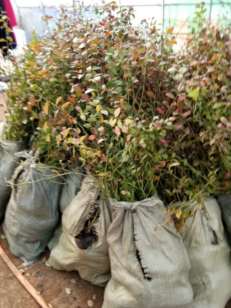 蓝莓苗脱毒组培蓝莓苗基地直销品种多样当年结果技术全面