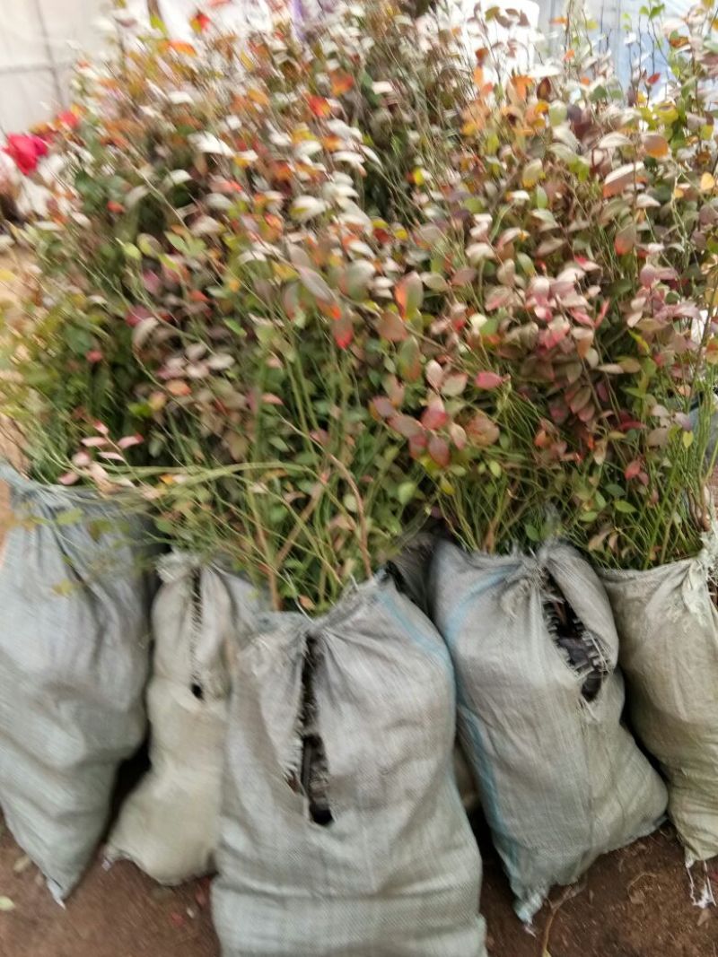 蓝莓苗脱毒组培蓝莓苗基地直销品种多样当年结果技术全面
