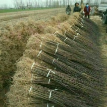 花椒苗1~2年基地发货根系发达产量高