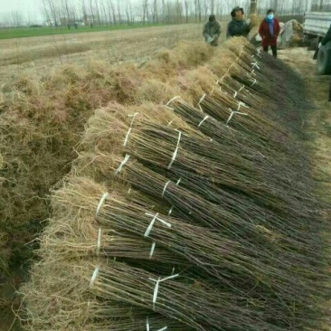 花椒苗1~2年基地发货根系发达产量高