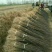 花椒苗1~2年基地发货根系发达产量高