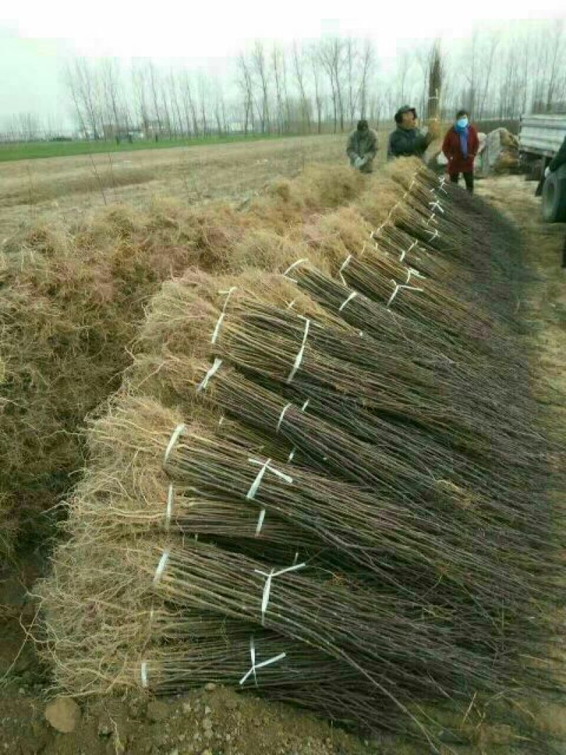 花椒苗1~2年基地发货根系发达产量高