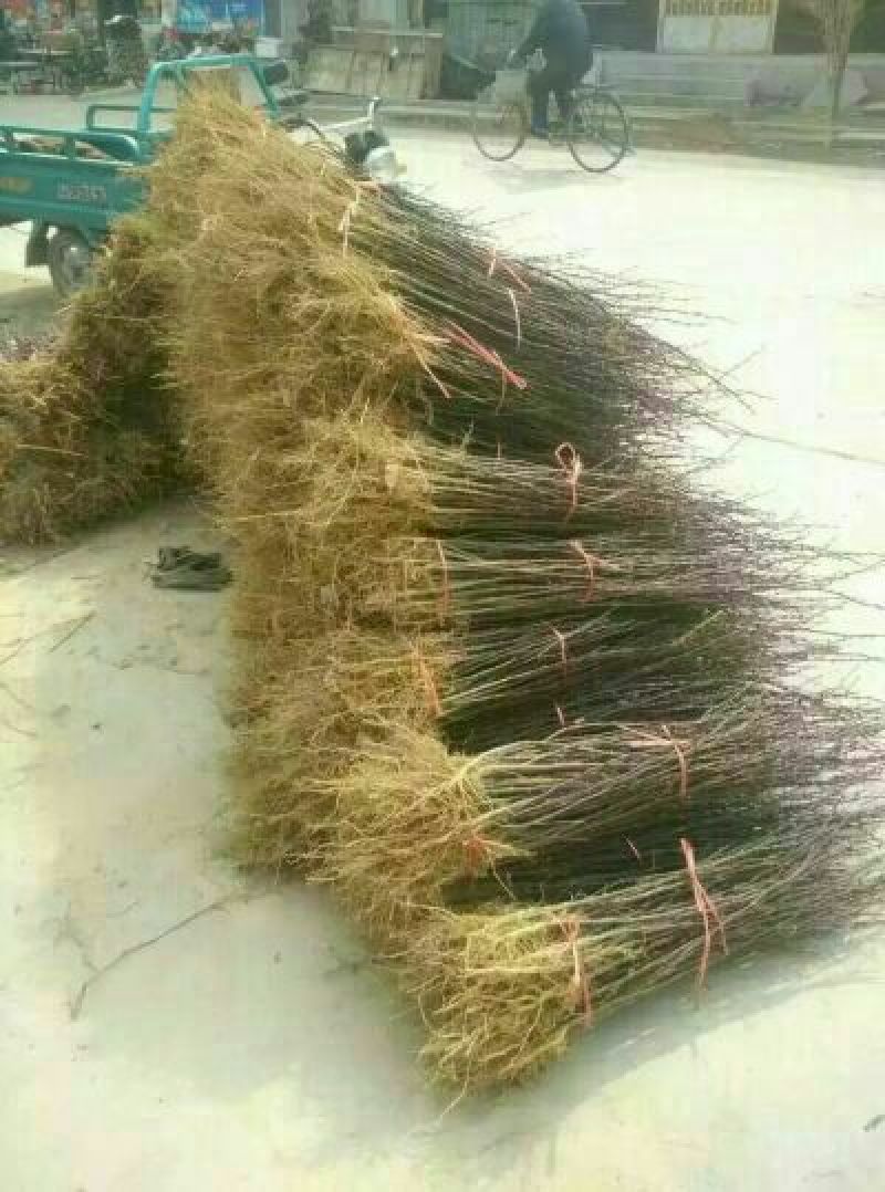 花椒苗1~2年基地发货根系发达产量高