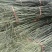 花椒苗1~2年基地发货根系发达产量高
