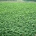 花椒苗1~2年基地发货根系发达产量高