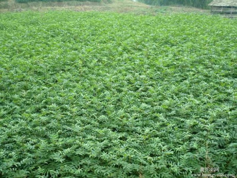 花椒苗1~2年基地发货根系发达产量高