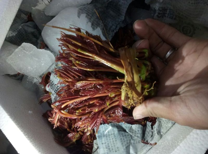 香椿10cm以下