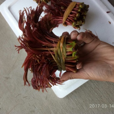 香椿10cm以下