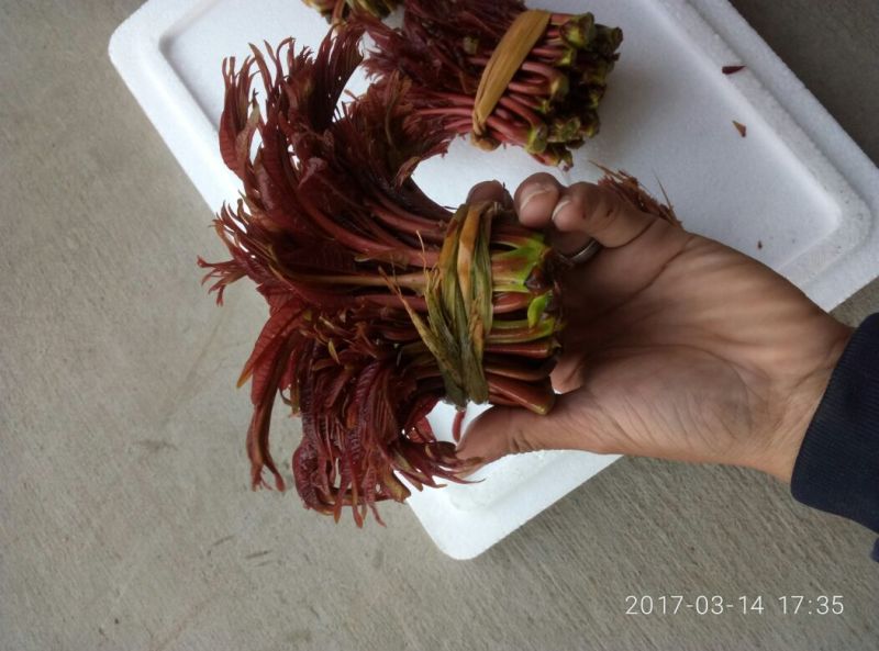 香椿10cm以下