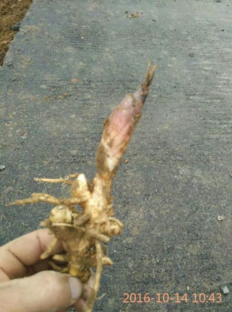 洋荷姜2两以上水洗