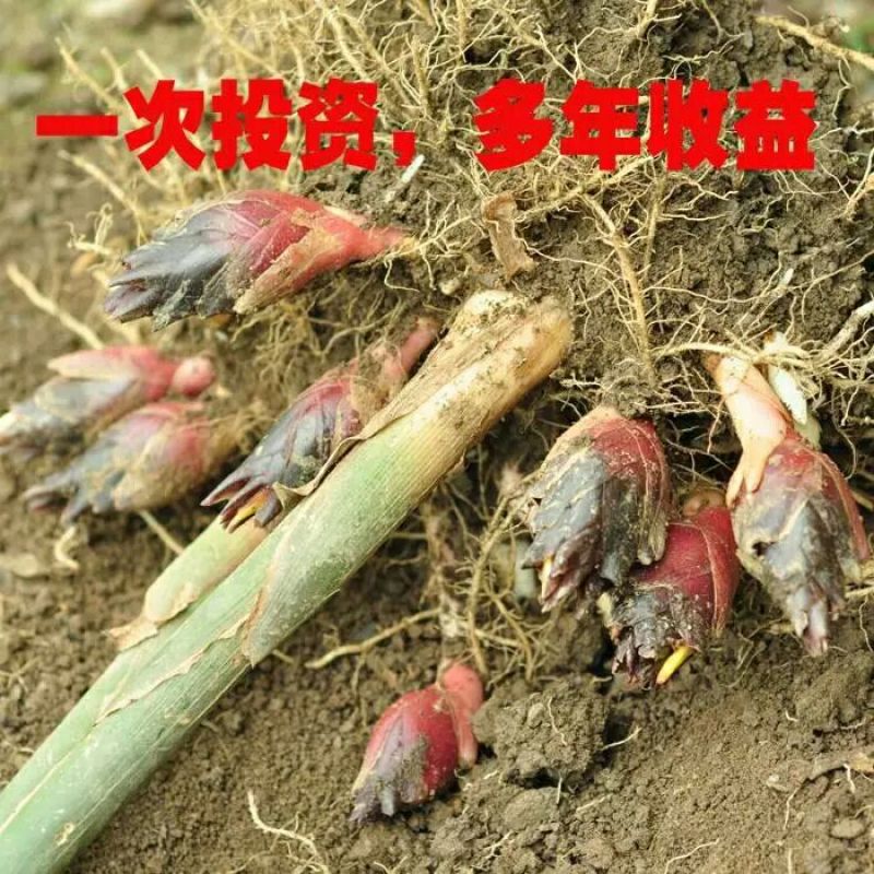 洋荷姜2两以上水洗