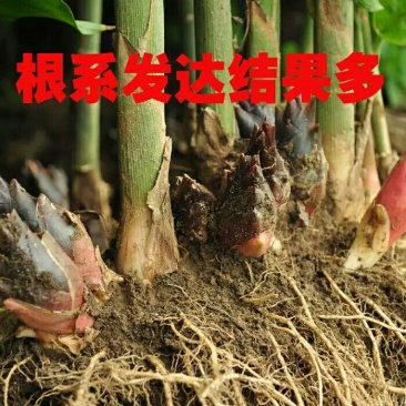洋荷姜2两以上水洗