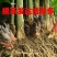 洋荷姜2两以上水洗