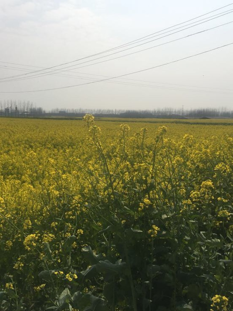 压榨菜籽油