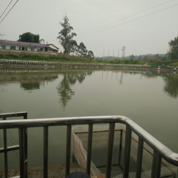 鲫鱼垂钓