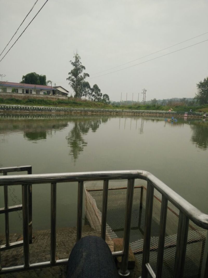 鲫鱼垂钓