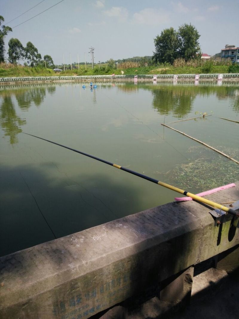 鲫鱼垂钓