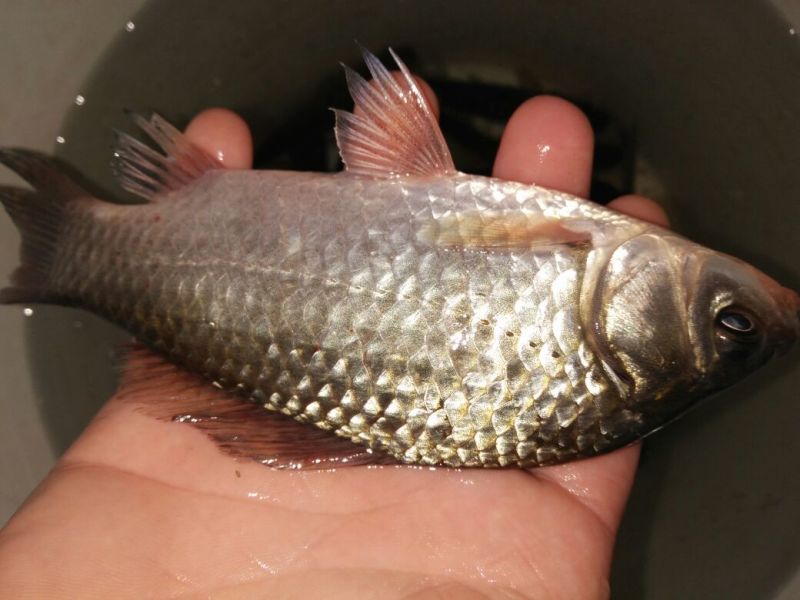 鲫鱼垂钓