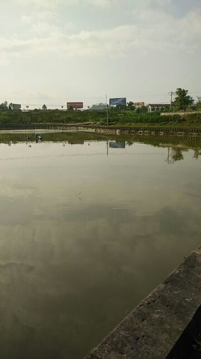鲫鱼垂钓