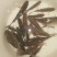 鲫鱼垂钓