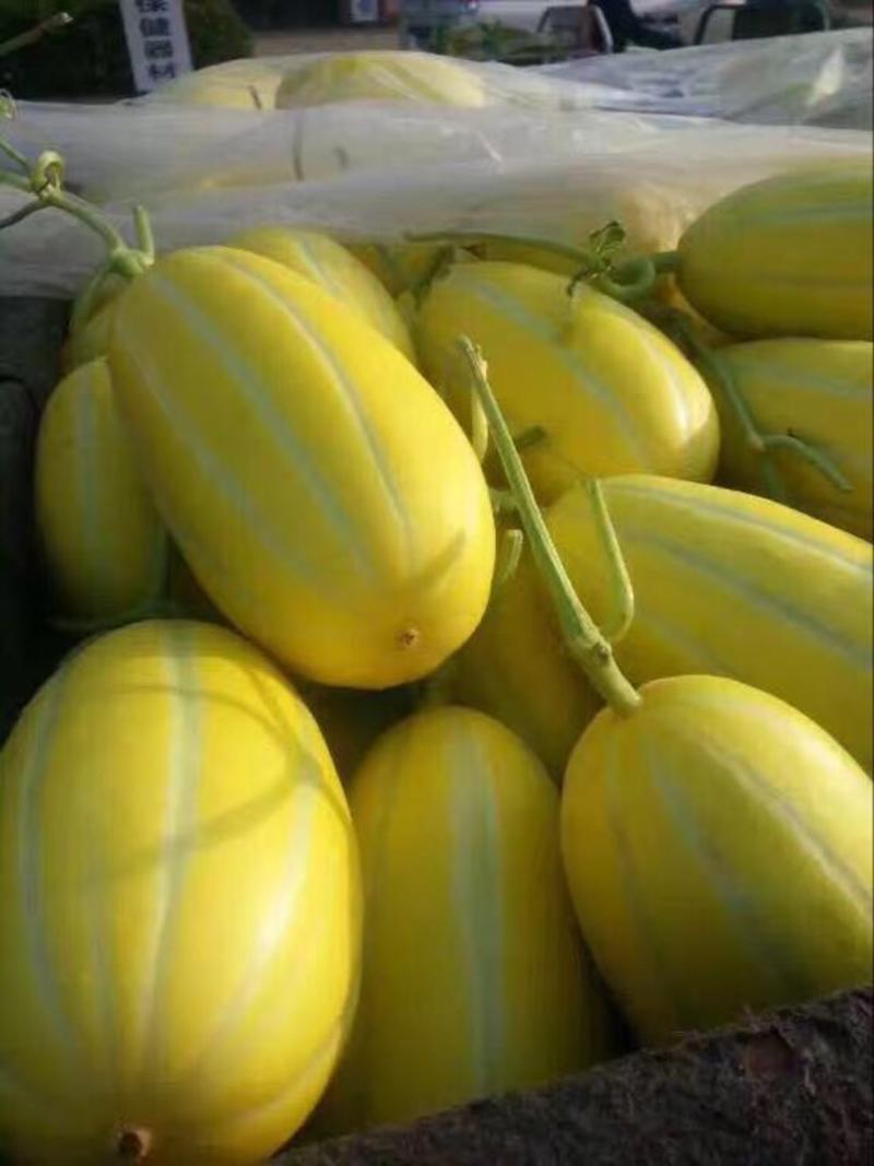 丰田香瓜黄金瓜，1.5斤以上。档口对接