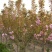 绿化苗木樱花树苗樱花苗日本樱花嫁接早樱晚樱庭院樱花苗染井