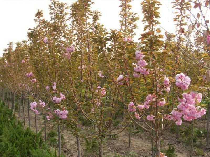 绿化苗木樱花树苗樱花苗日本樱花嫁接早樱晚樱庭院樱花苗染井