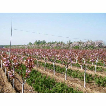绿化苗木樱花树苗樱花苗日本樱花嫁接早樱晚樱庭院樱花苗染井