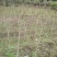 百日红2cm以下0.5米以下1米以下
