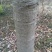 枇杷树10~20cm