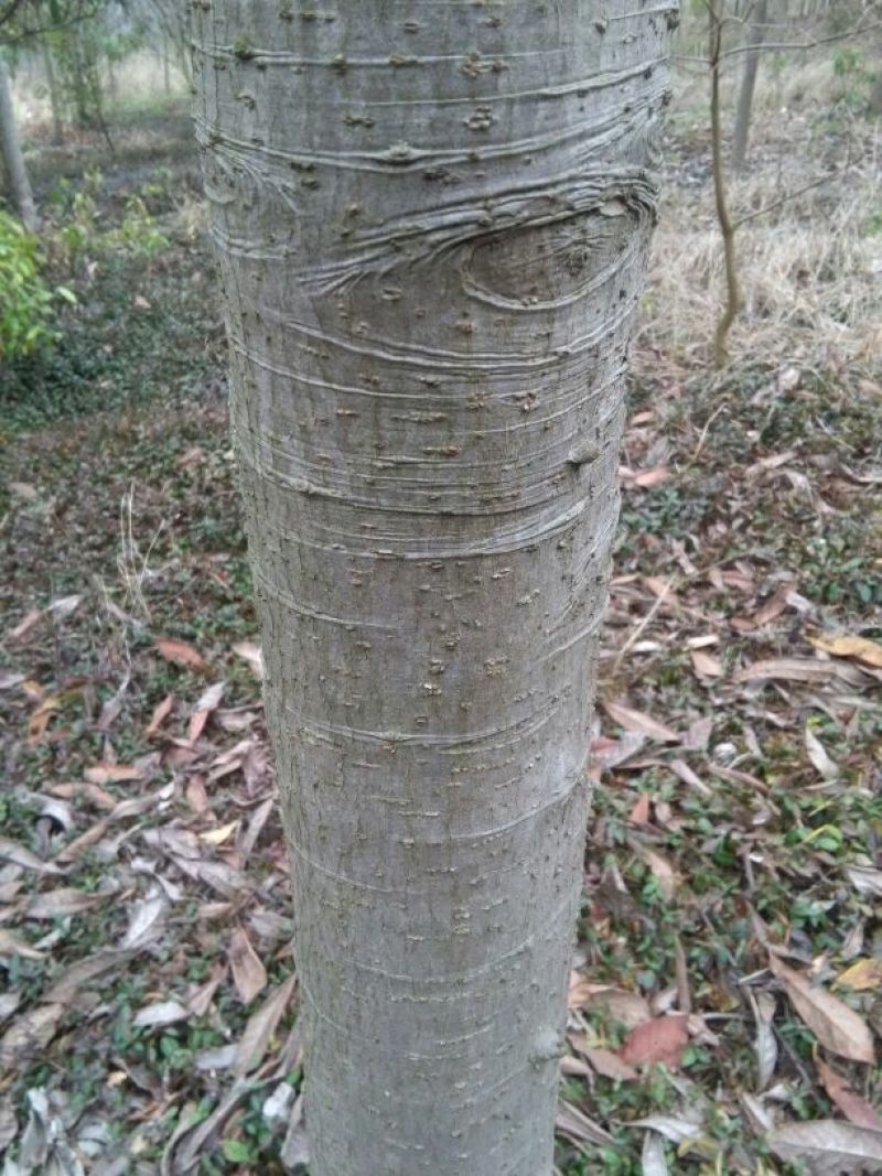 枇杷树10~20cm