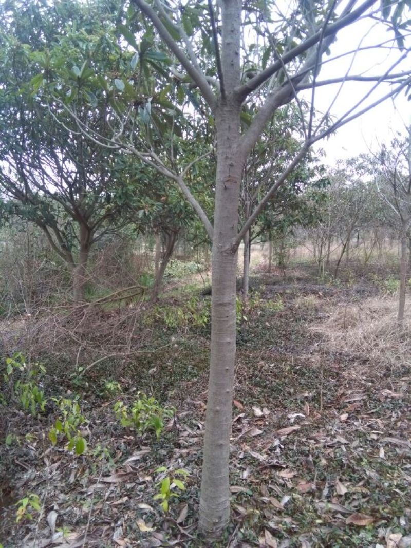 枇杷树10~20cm