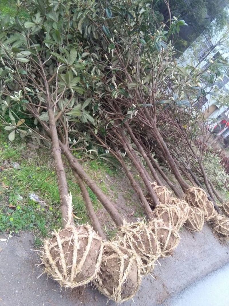 枇杷树10~20cm