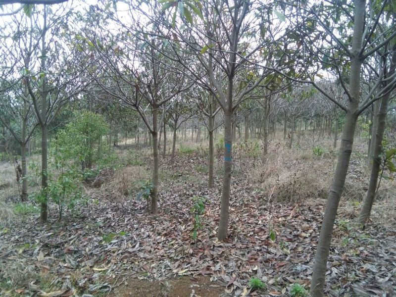 枇杷树10~20cm