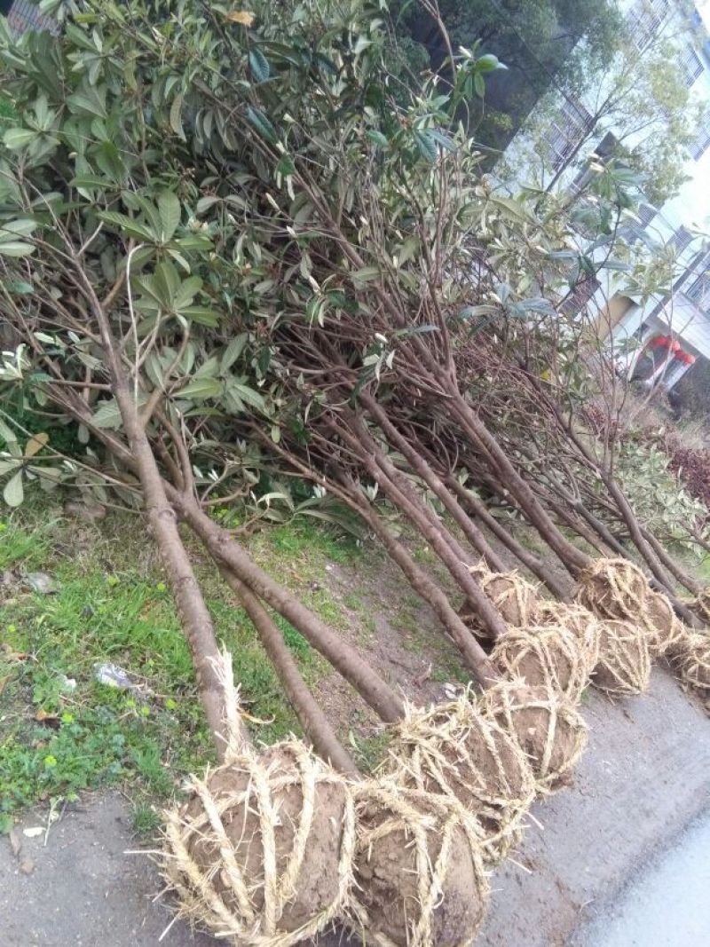 枇杷树10~20cm