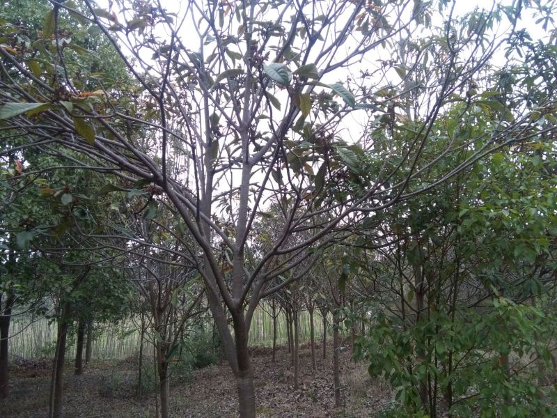 枇杷树10~20cm