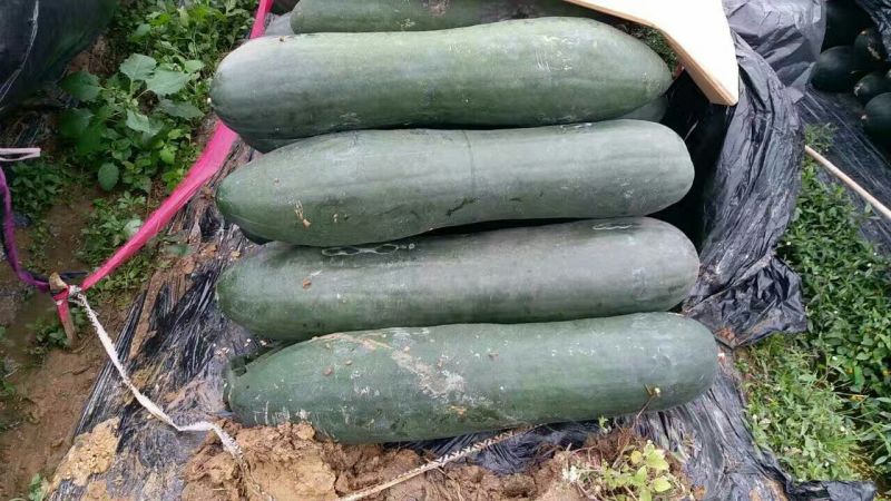 冬瓜25斤以上吊冬瓜广东省英德市黑皮吊冬瓜