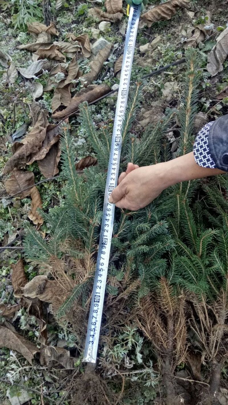 青海云杉苗20~30cm