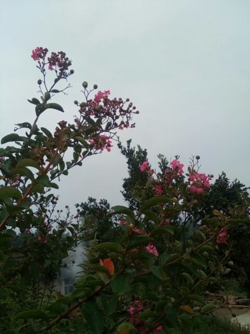 红花紫薇1~2米2~4cm1.5~2米