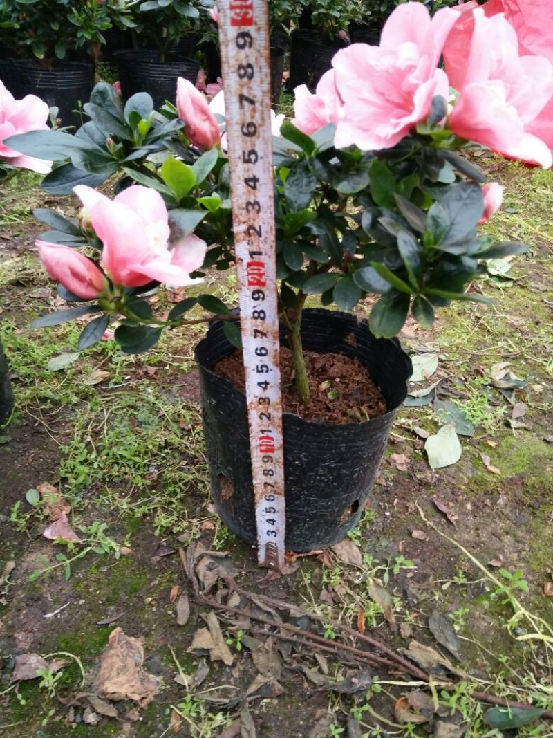 春鹃2cm以下4cm以下0.5米以下
