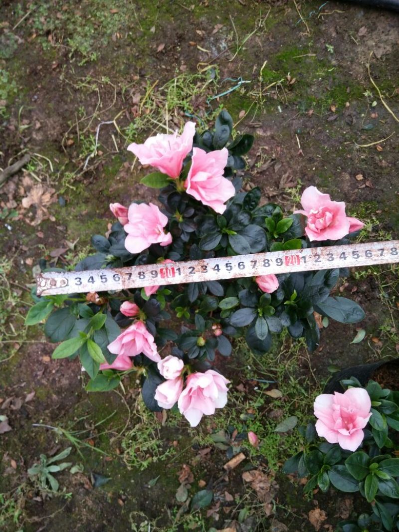 春鹃2cm以下4cm以下0.5米以下