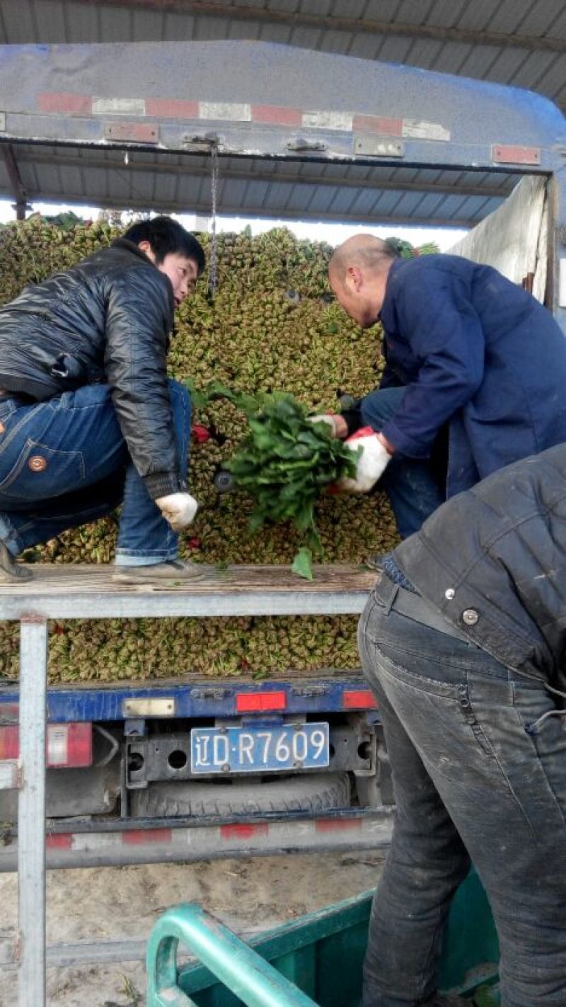 大叶菠菜20~25厘米