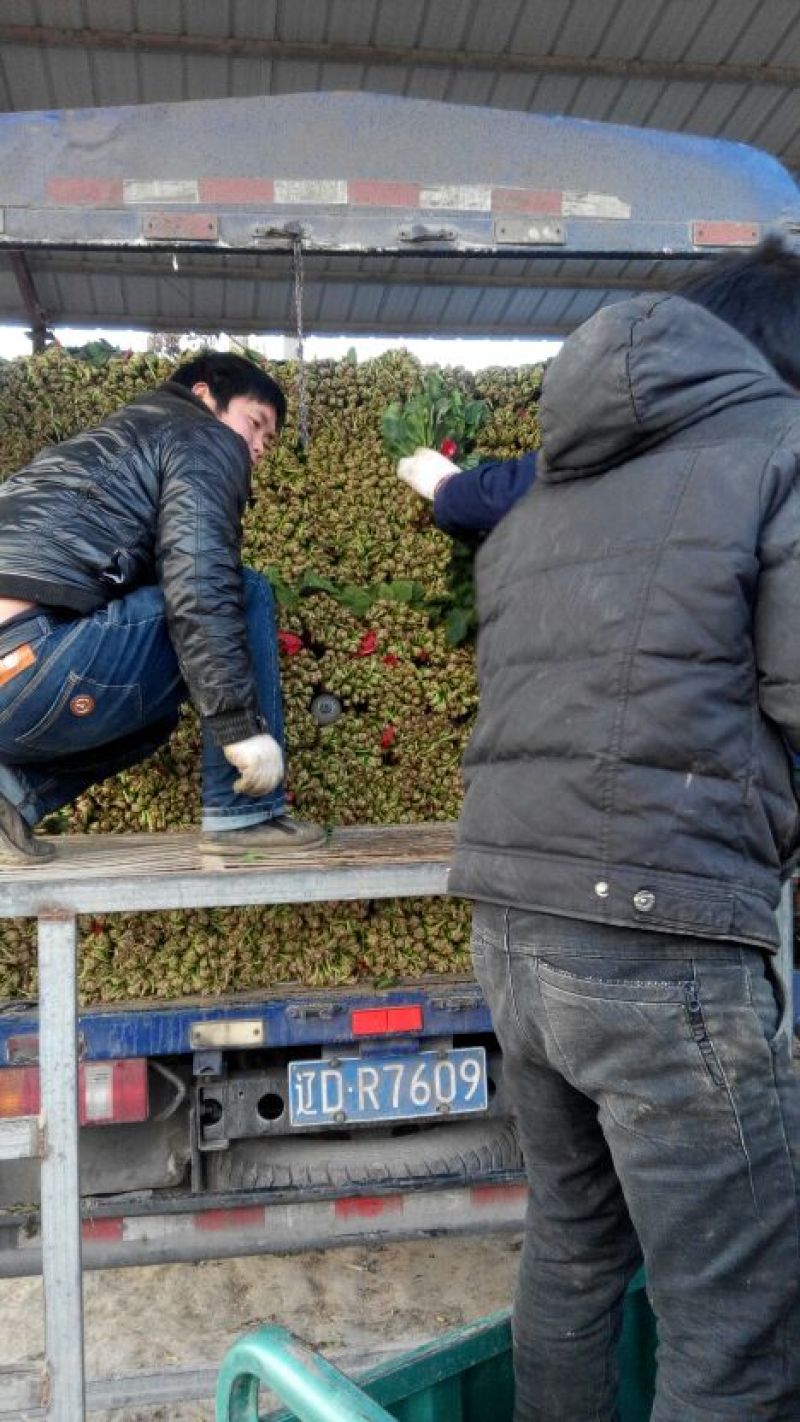 大叶菠菜20~25厘米