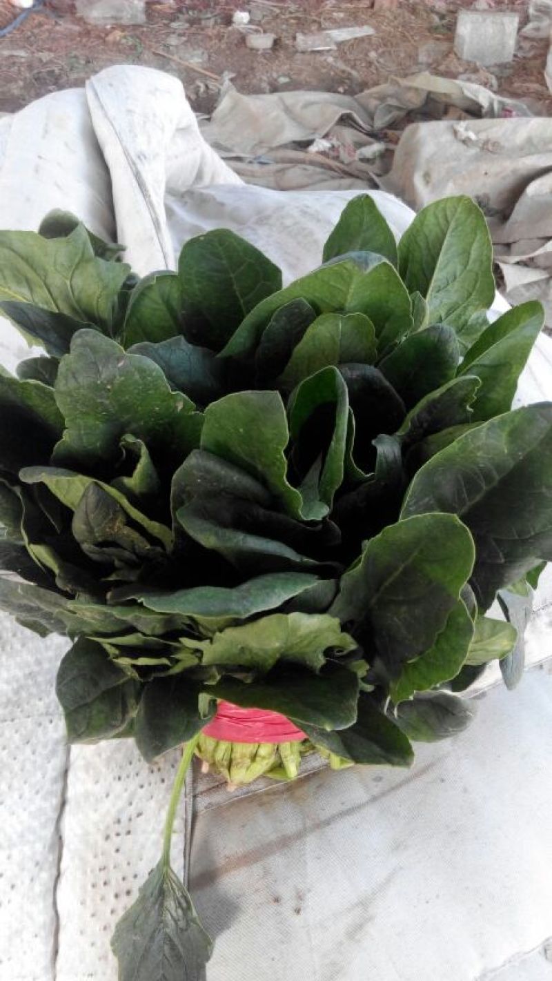 大叶菠菜20~25厘米