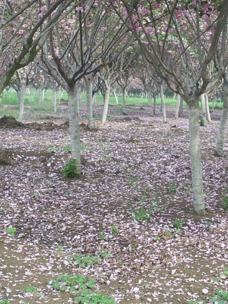 樱花优质基地1一10公分包指导基地直发