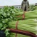 西芹50cm以上