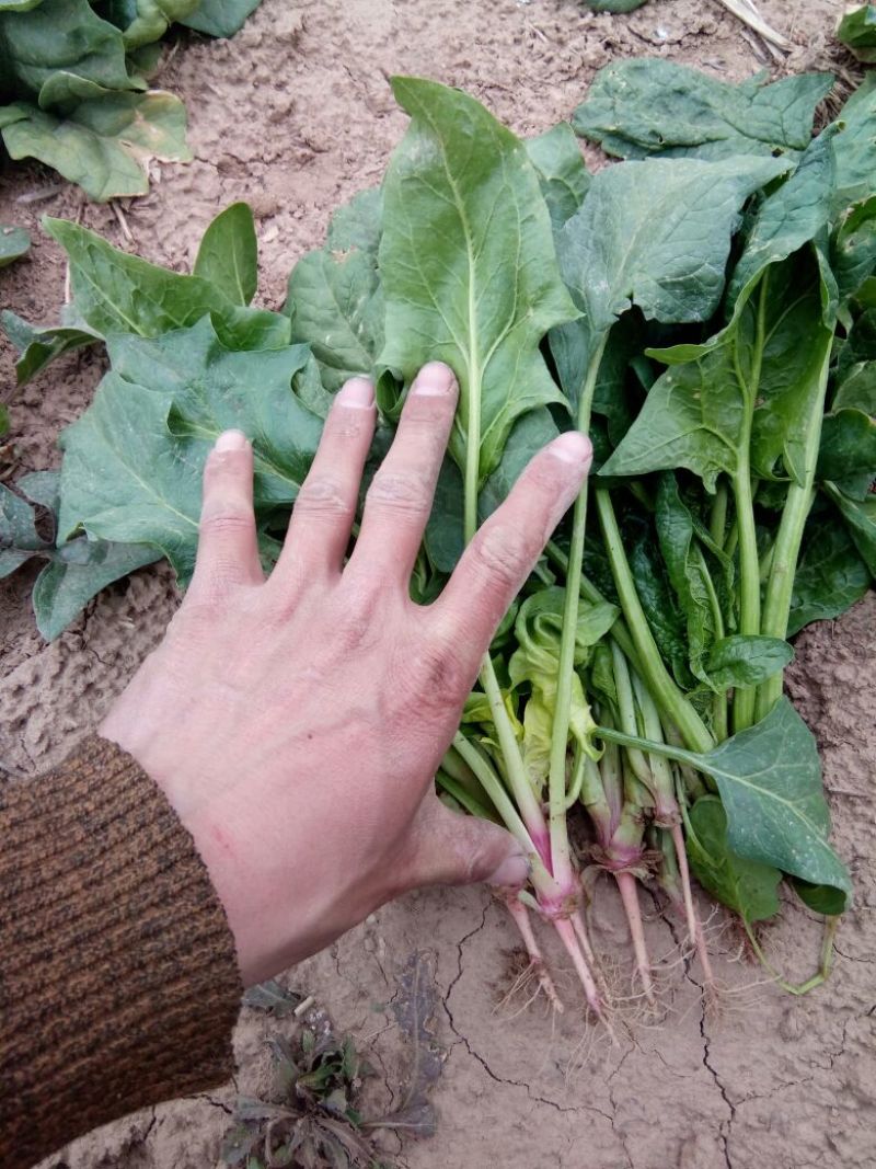 越冬菠菜25~30厘米