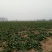 越冬菠菜25~30厘米